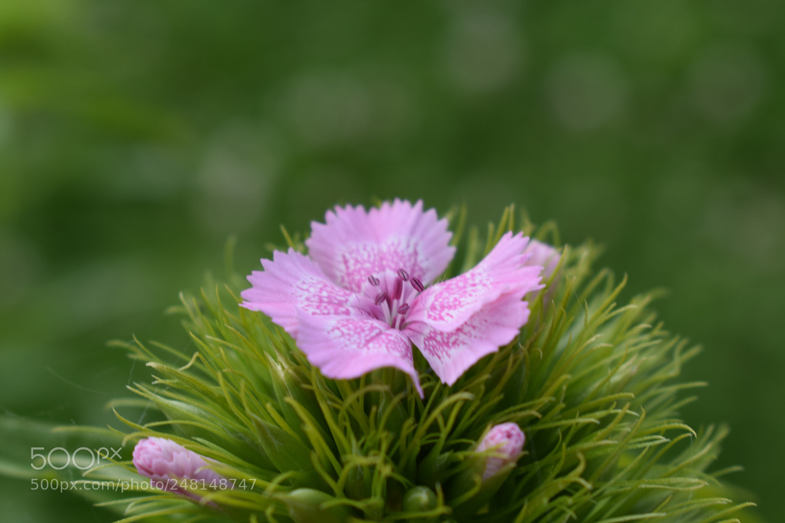 Nikon D3400 sample photo. Untitled photography