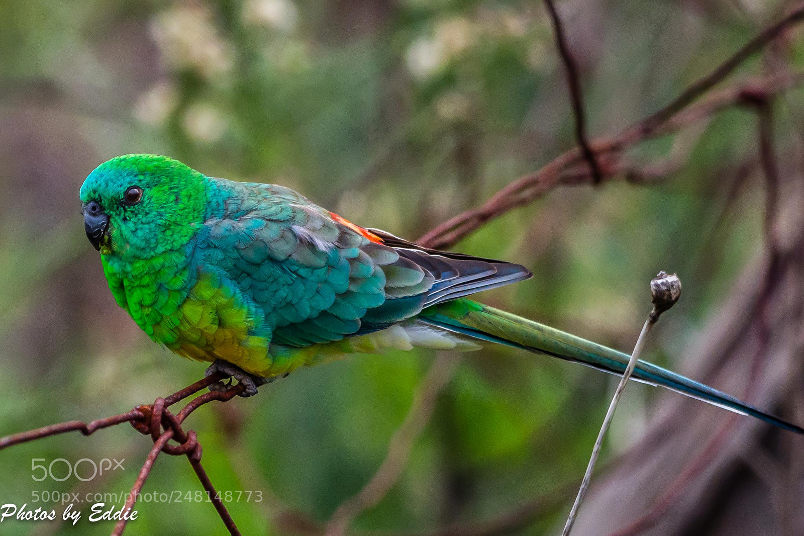 Olympus OM-D E-M1 Mark II sample photo. Plumage photography