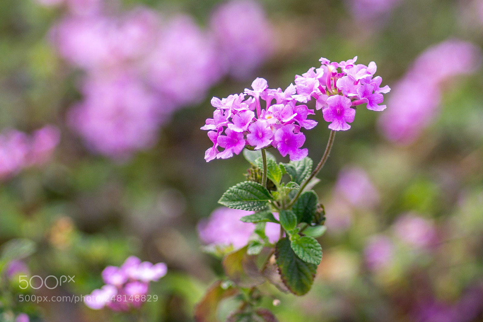 Nikon D7100 sample photo. The colour of purple photography