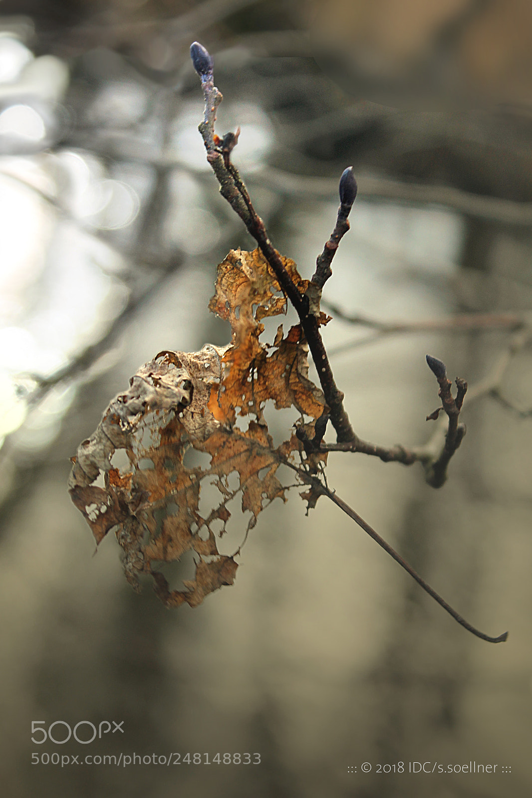 Canon EOS 1100D (EOS Rebel T3 / EOS Kiss X50) sample photo. Hanging by all photography