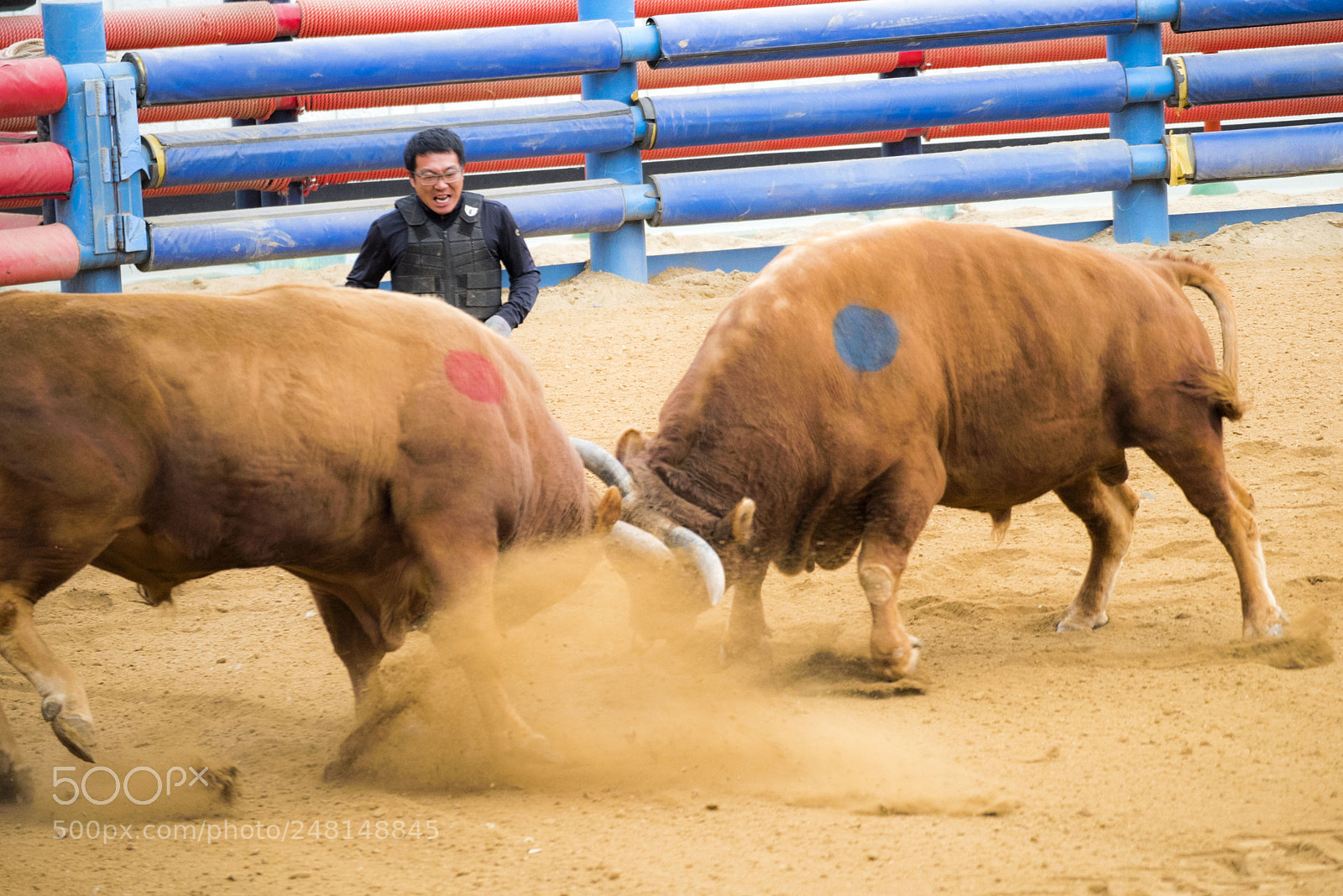 Nikon D810 sample photo. The bull fighting track photography