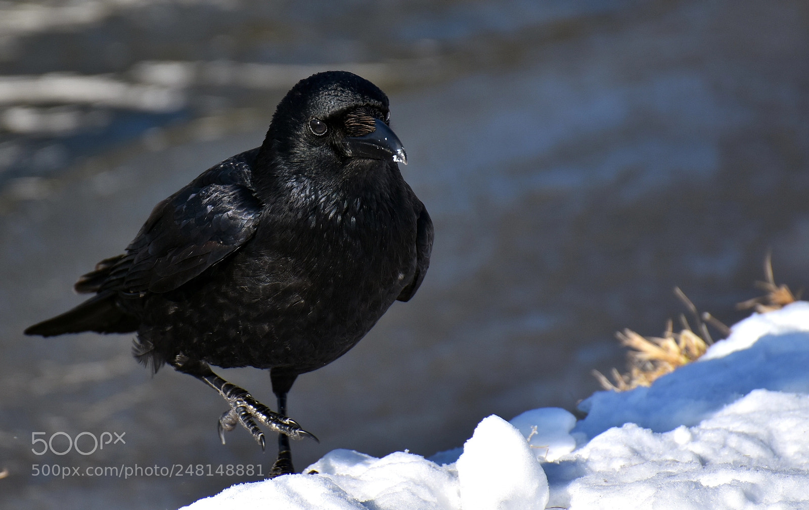 Nikon D7200 sample photo. The raven struggling to photography