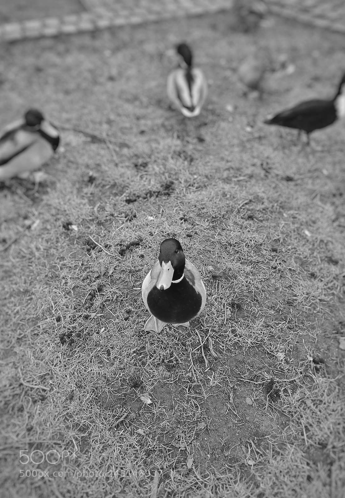 HUAWEI P9 sample photo. Untitled photography