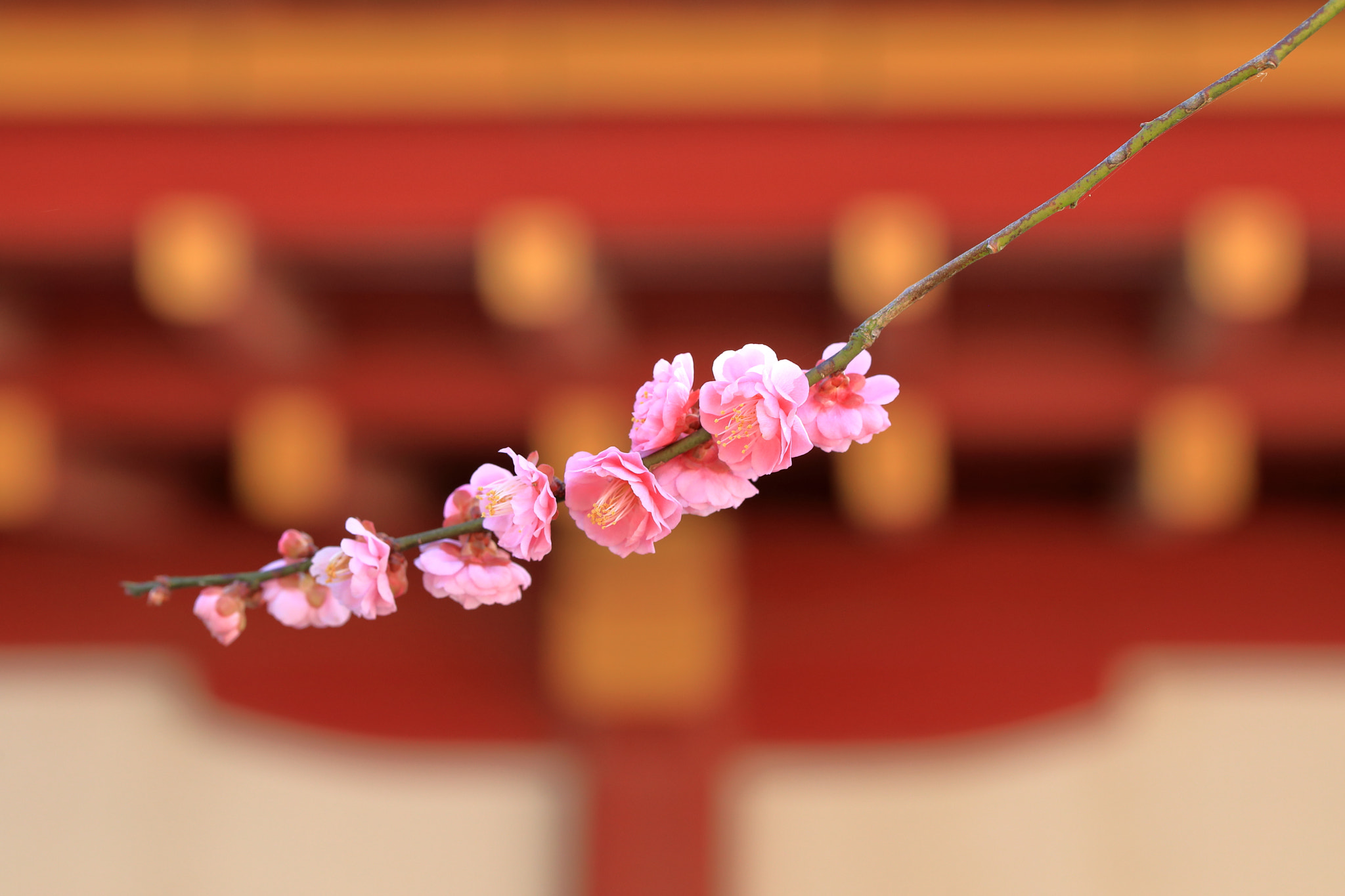 Canon EF 100mm F2.8L Macro IS USM sample photo. Spring scent photography