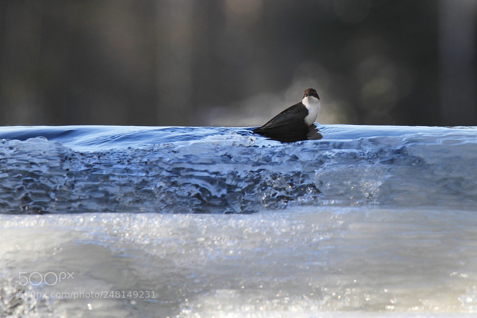 Canon EOS 7D sample photo. White throated dipper cinclus photography