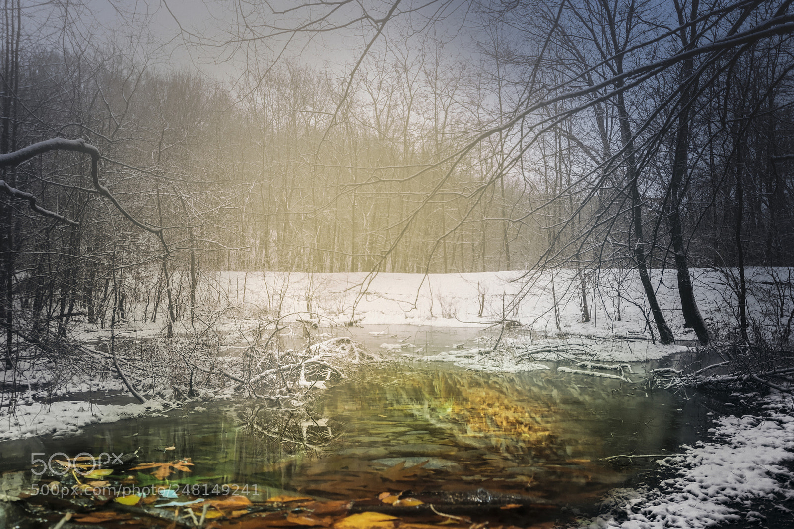 Nikon D7200 sample photo. Enchanted forest photography