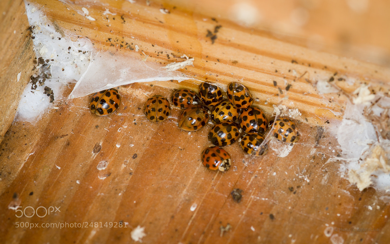 Canon EOS 7D sample photo. Hibernating photography