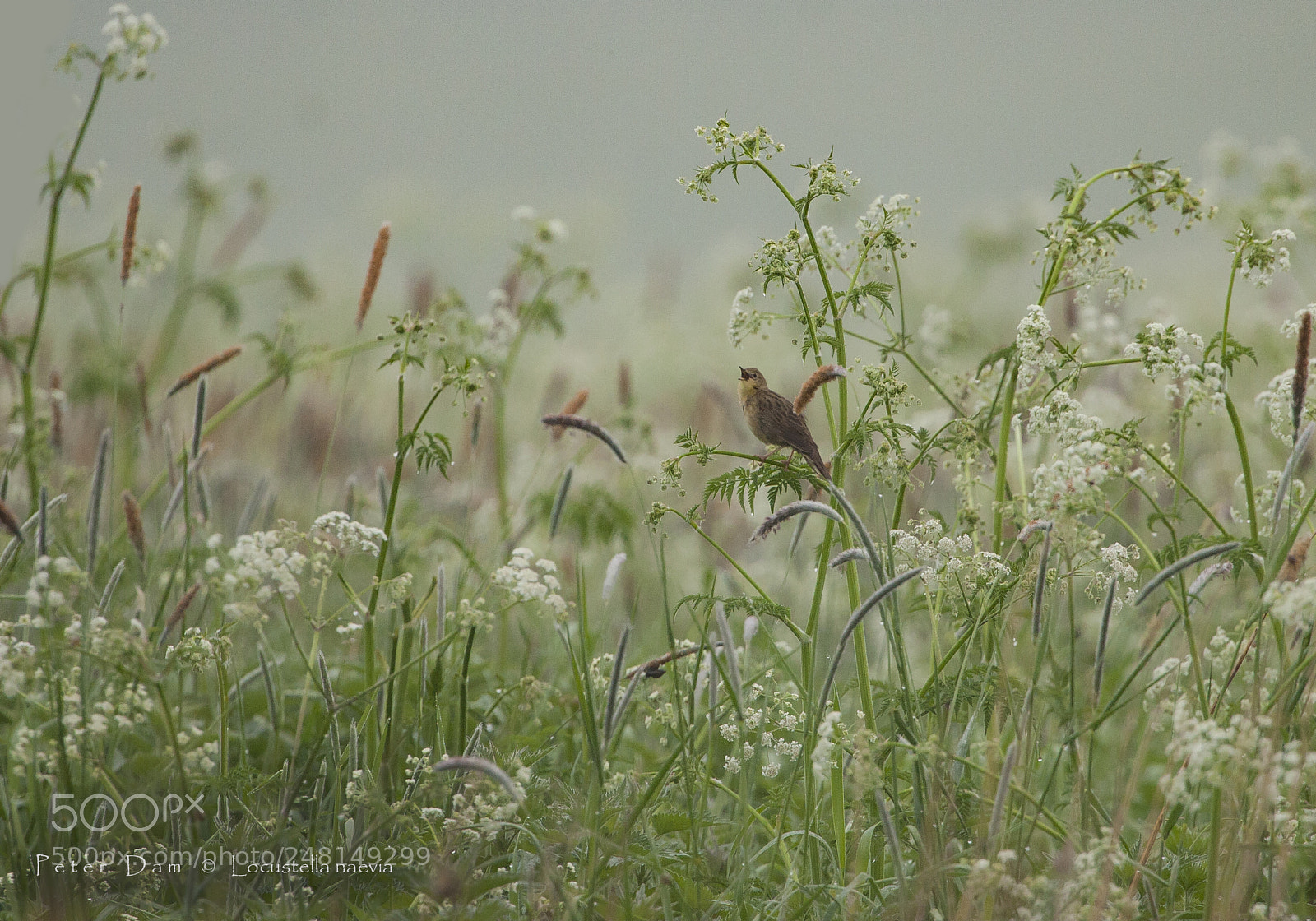 Canon EOS 20D sample photo. Spring-time in the moor photography
