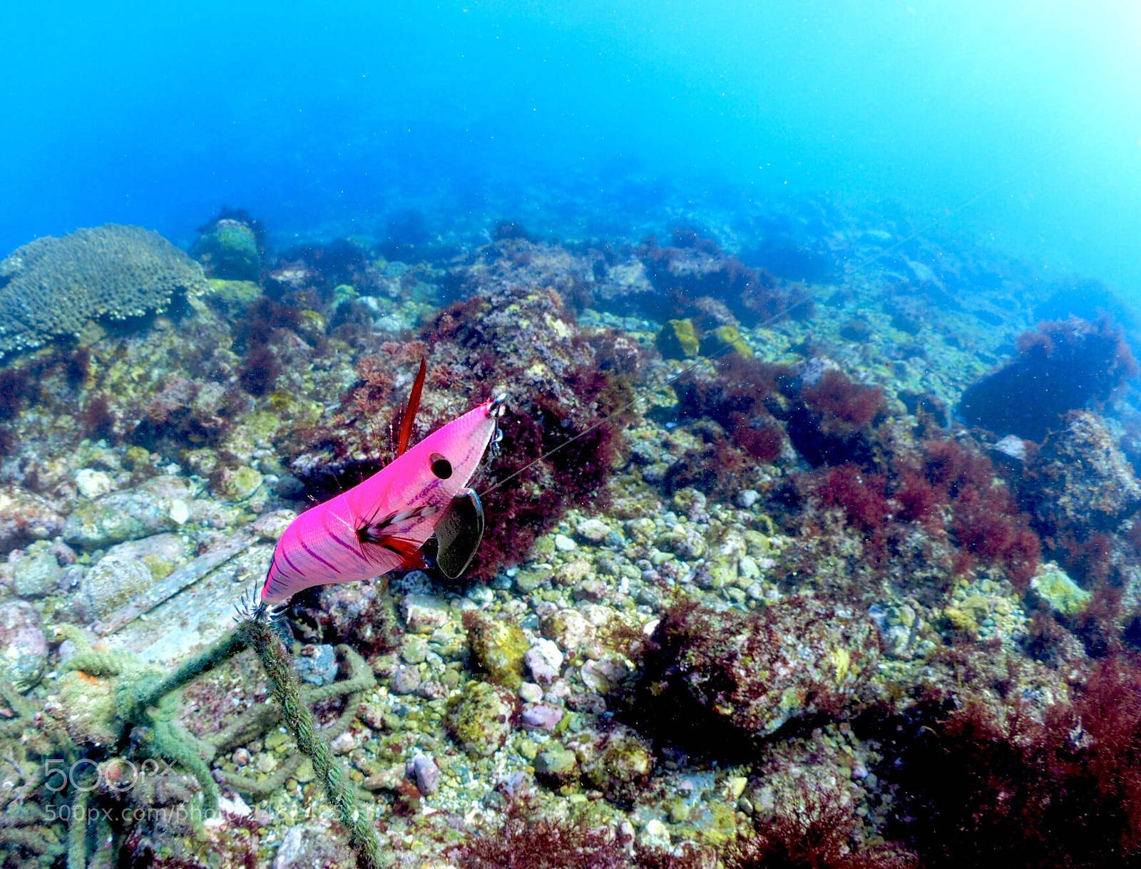 Olympus OM-D E-M1 sample photo. How to lose lure photography