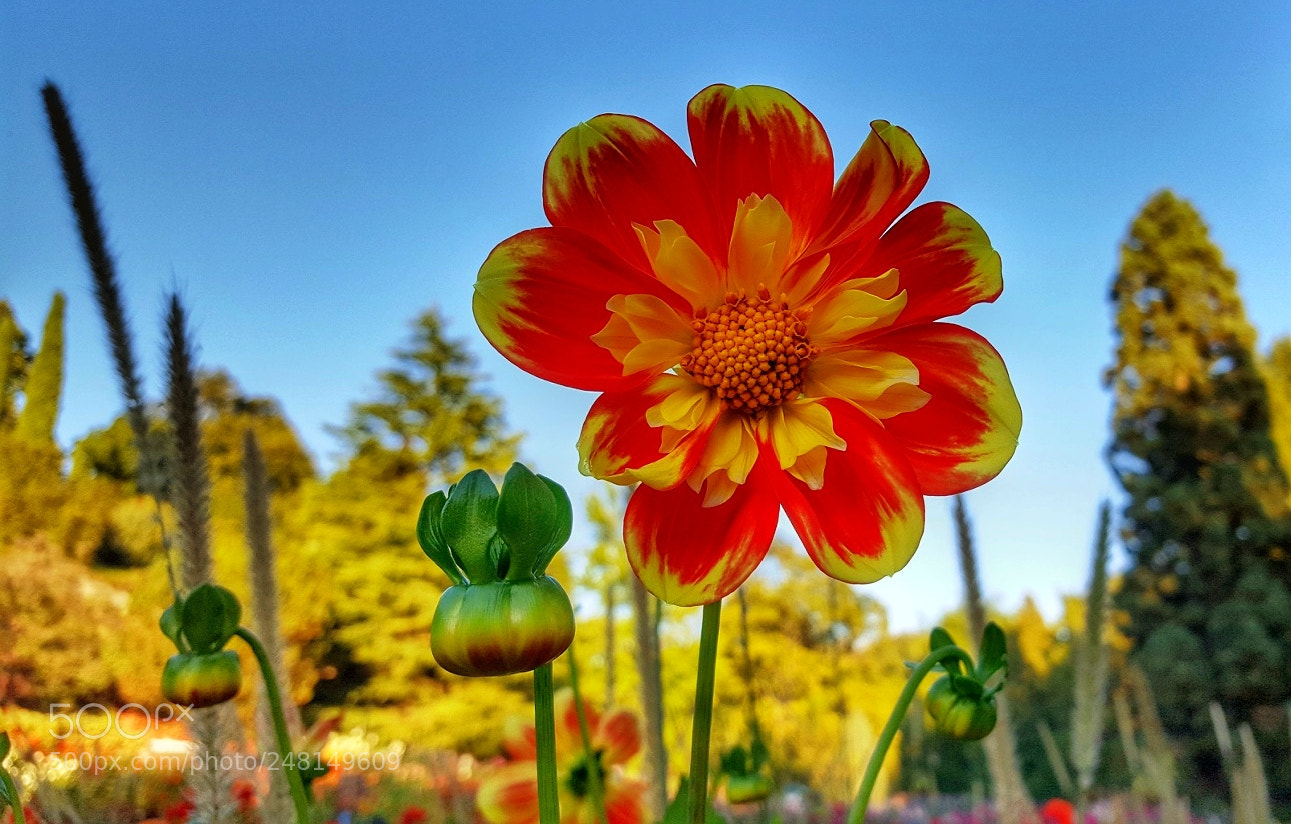 Samsung Galaxy S6 sample photo. Waiting for spring photography