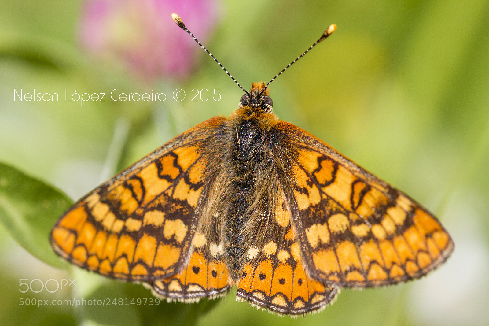 Canon EOS 7D sample photo. Macro 147 photography