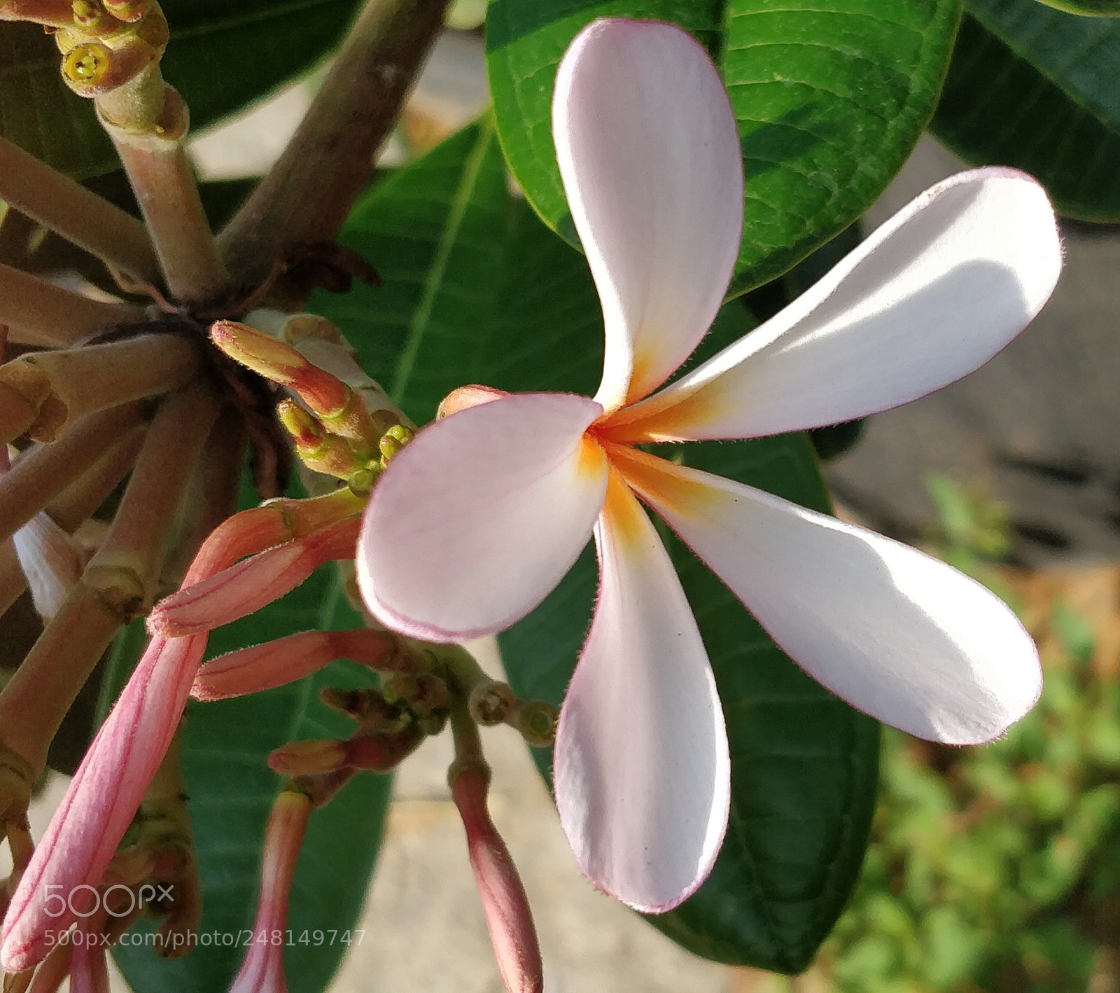 OnePlus 5 sample photo. Flower photography