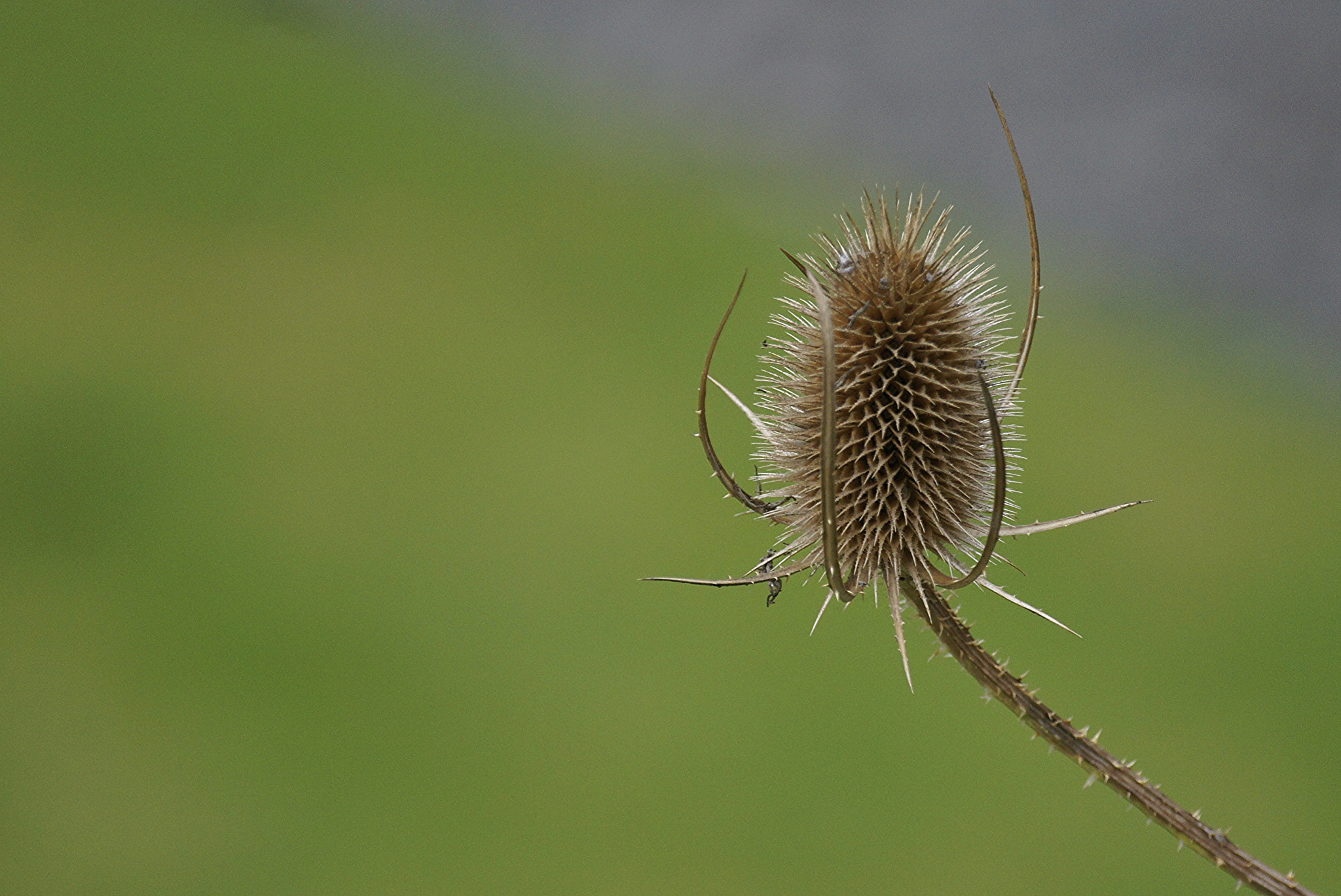 Sony Alpha DSLR-A550 + Sony 70-300mm F4.5-5.6 G SSM sample photo. Thistle photography