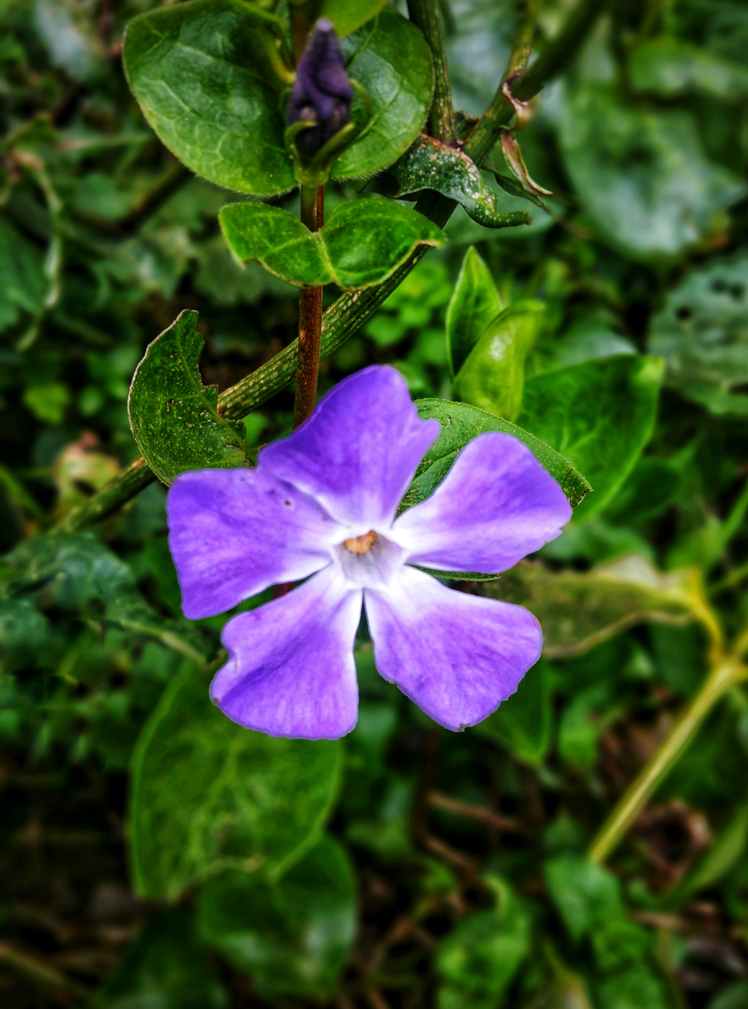 Samsung Galaxy S5 LTE-A sample photo. Purple lily photography