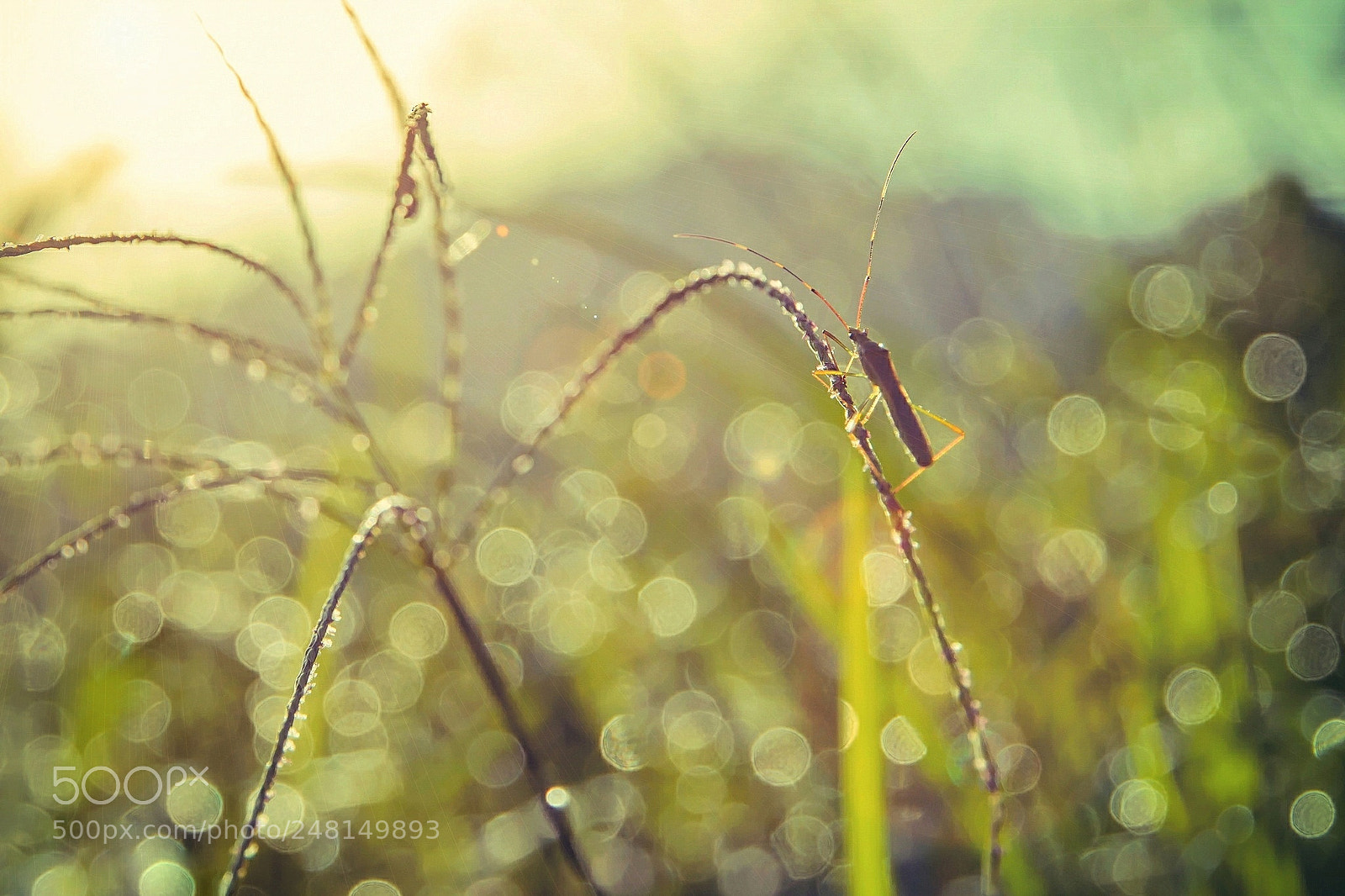 Nikon D7100 sample photo. Rice bug - leptocorisa photography