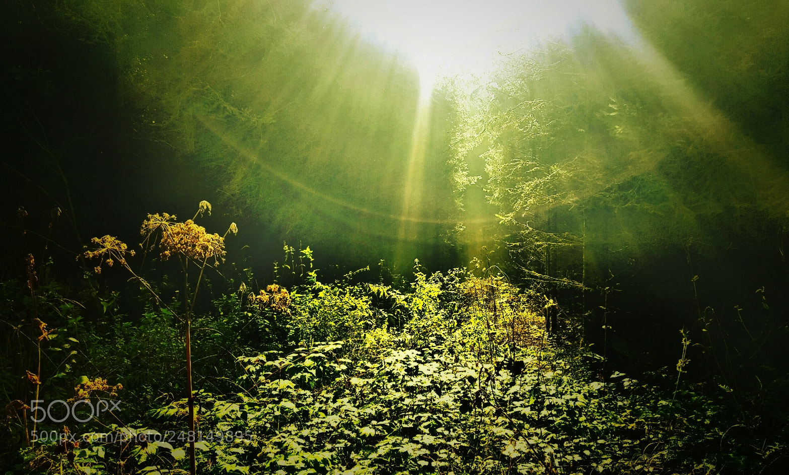 Samsung Galaxy S6 sample photo. Green light photography