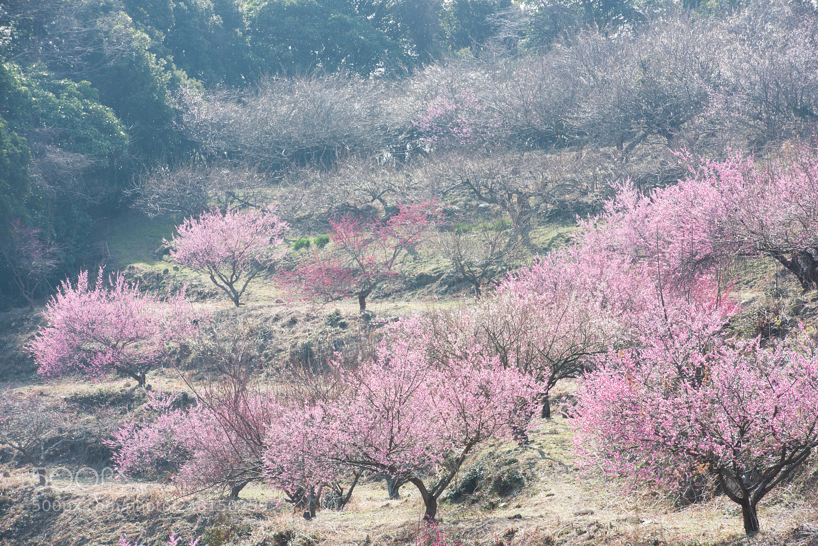 Nikon D810 sample photo. Japanese spring photography