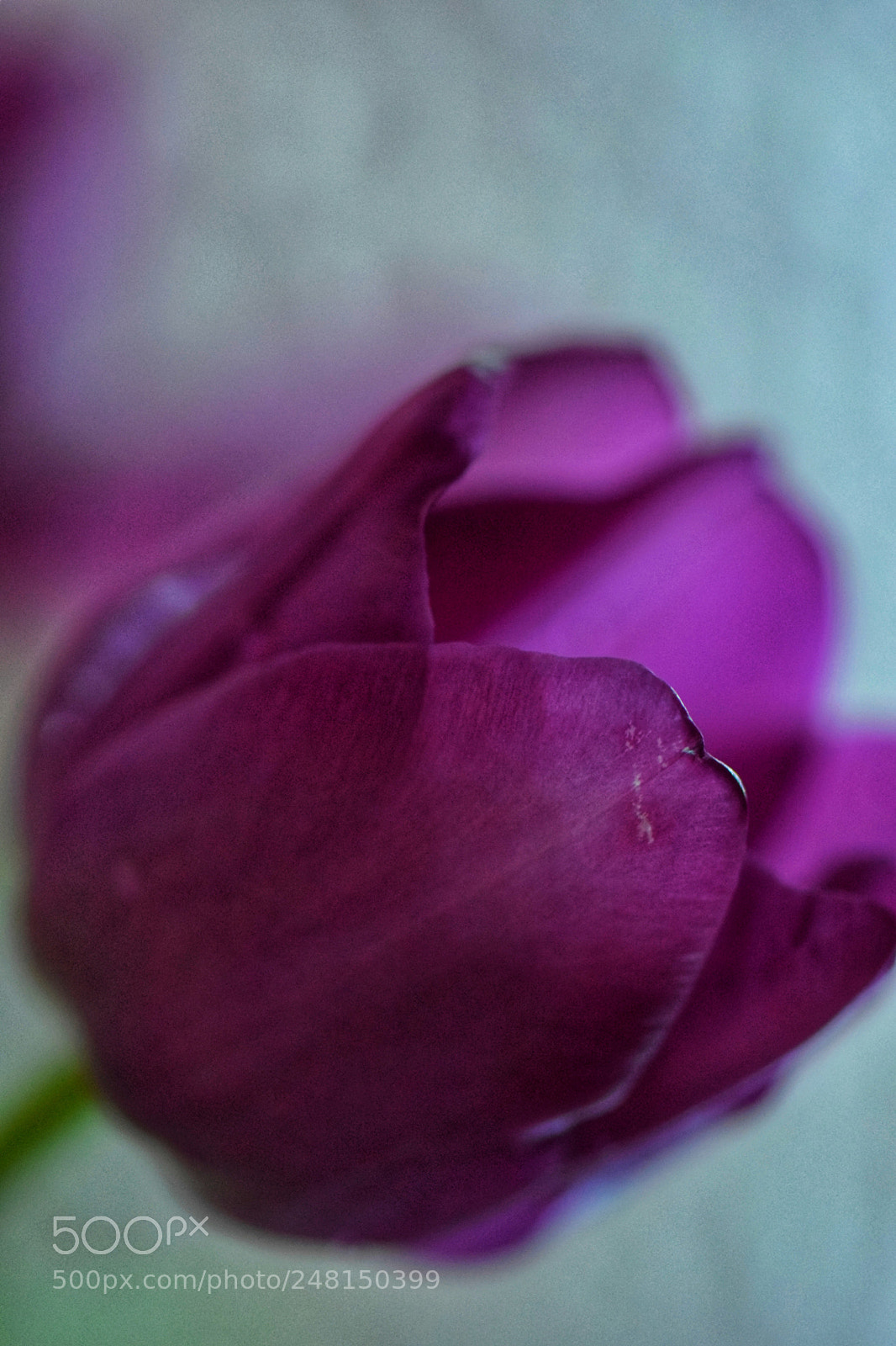 Nikon D5300 sample photo. Untitled photography