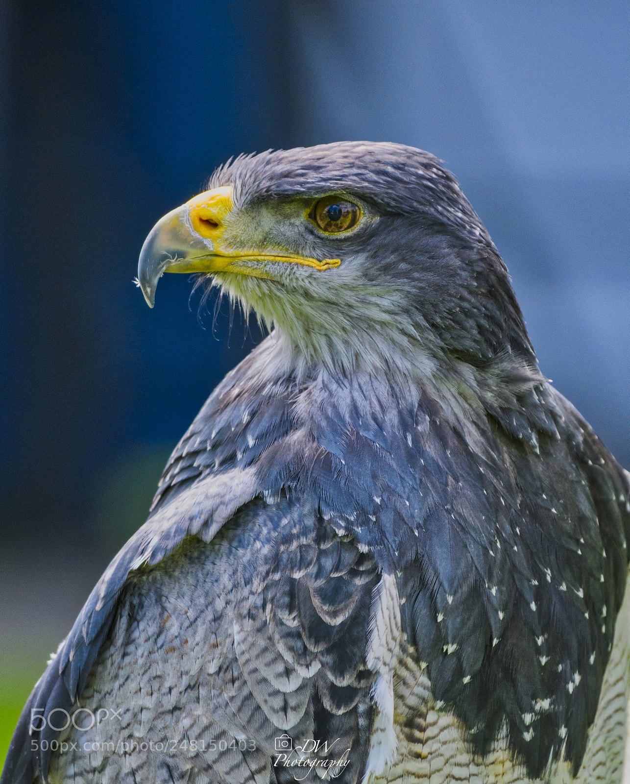 Nikon D500 sample photo. Kordillerenadler portrait photography