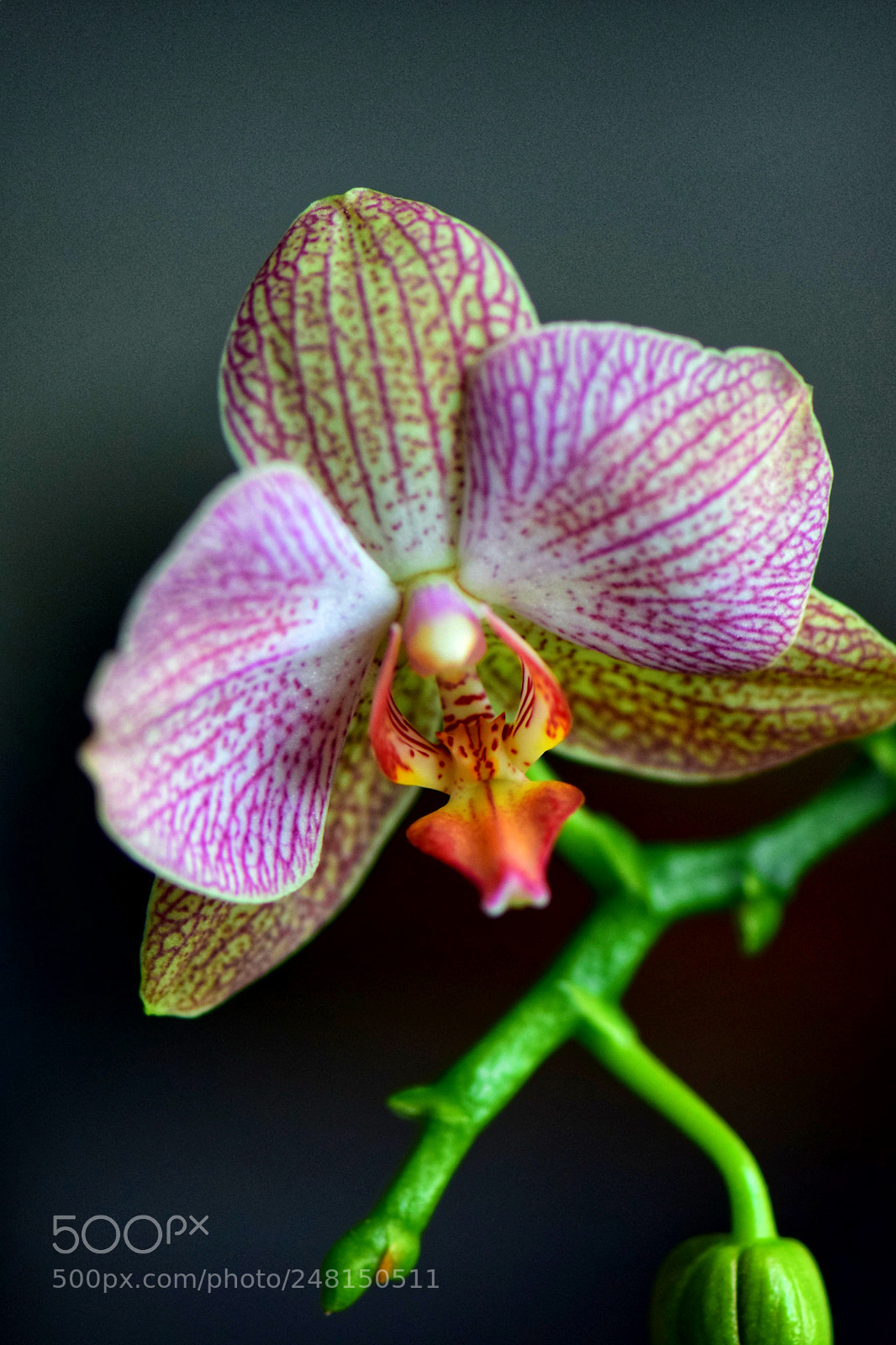Nikon D5300 sample photo. Untitled photography