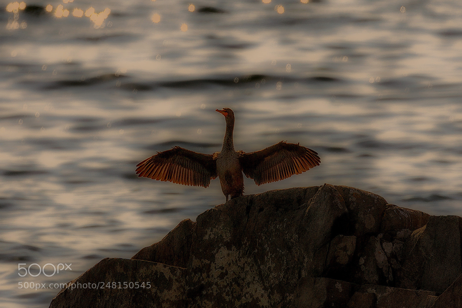 Canon EOS 7D Mark II sample photo. Cormorant in the sun photography