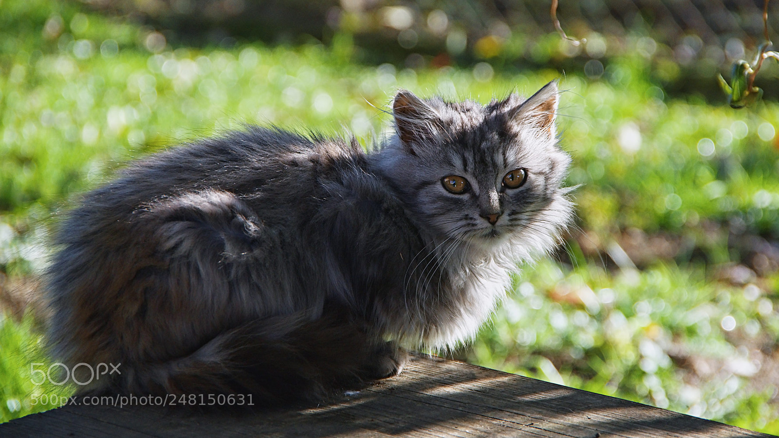 Pentax K-3 sample photo. Kuk photography