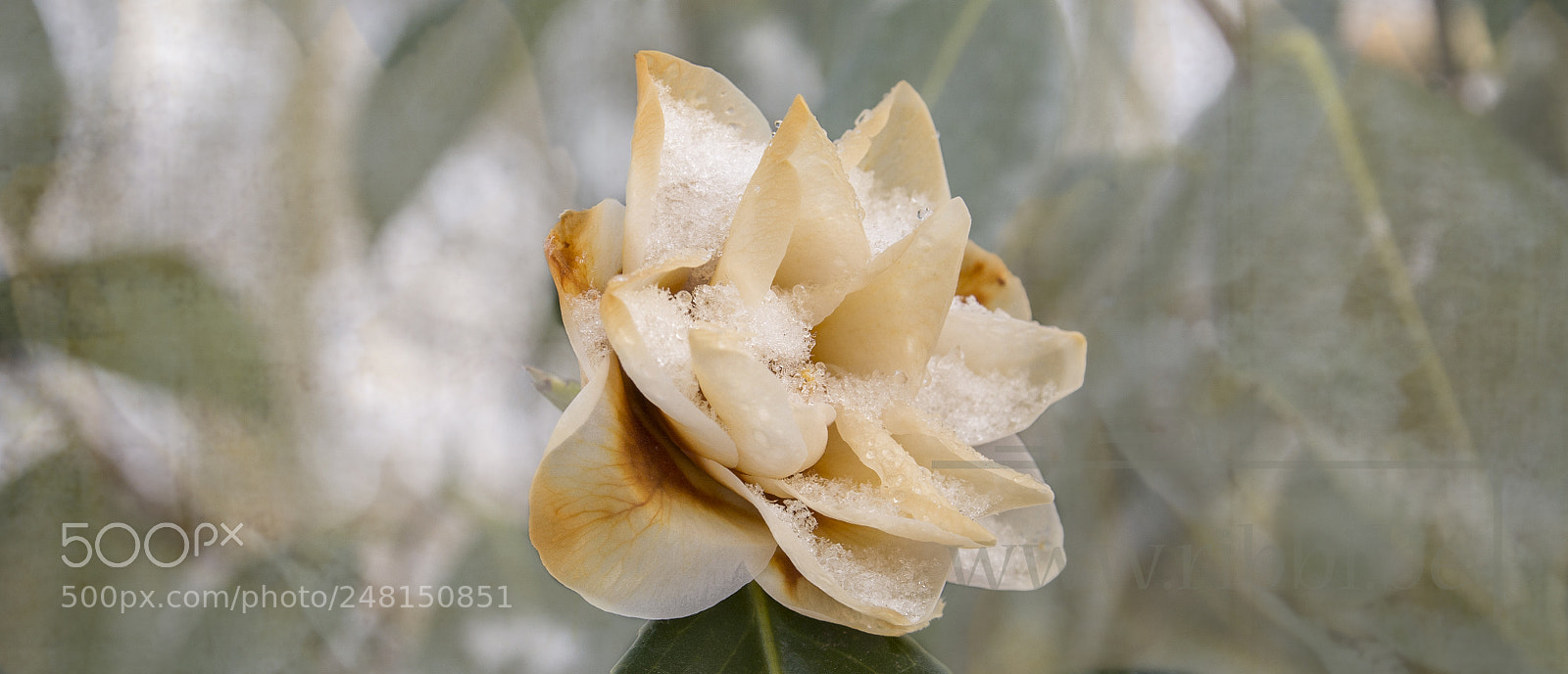 Nikon D7100 sample photo. Filled with snow photography