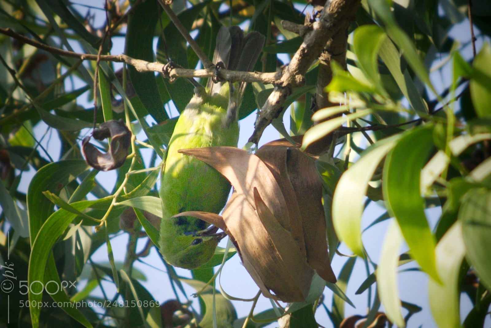 Nikon D7200 sample photo. Bird photography