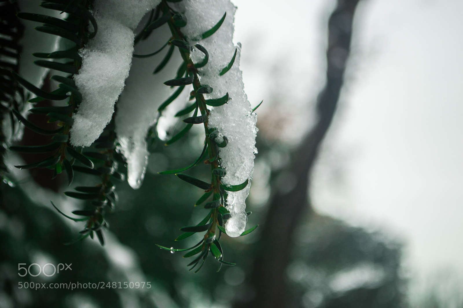 Nikon D3200 sample photo. Ice metling photography