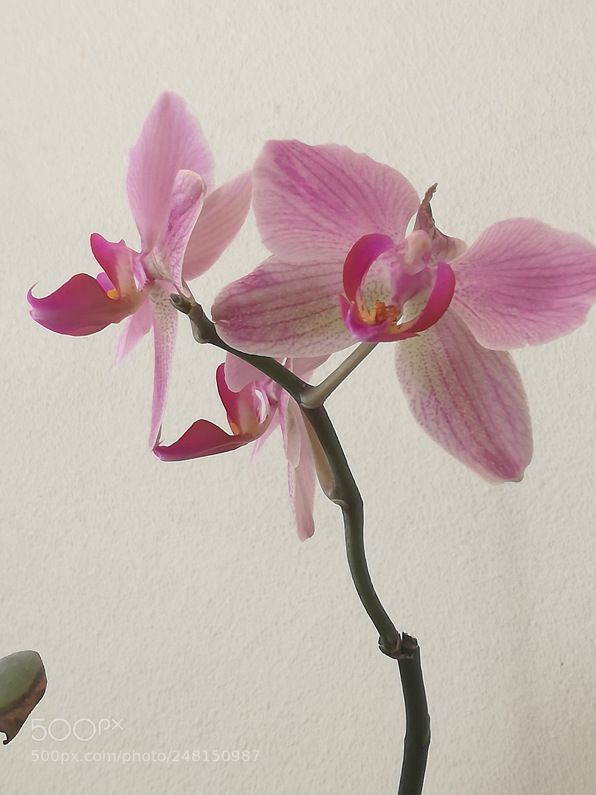 HUAWEI P9 LITE sample photo. Pink sweet orchid photography
