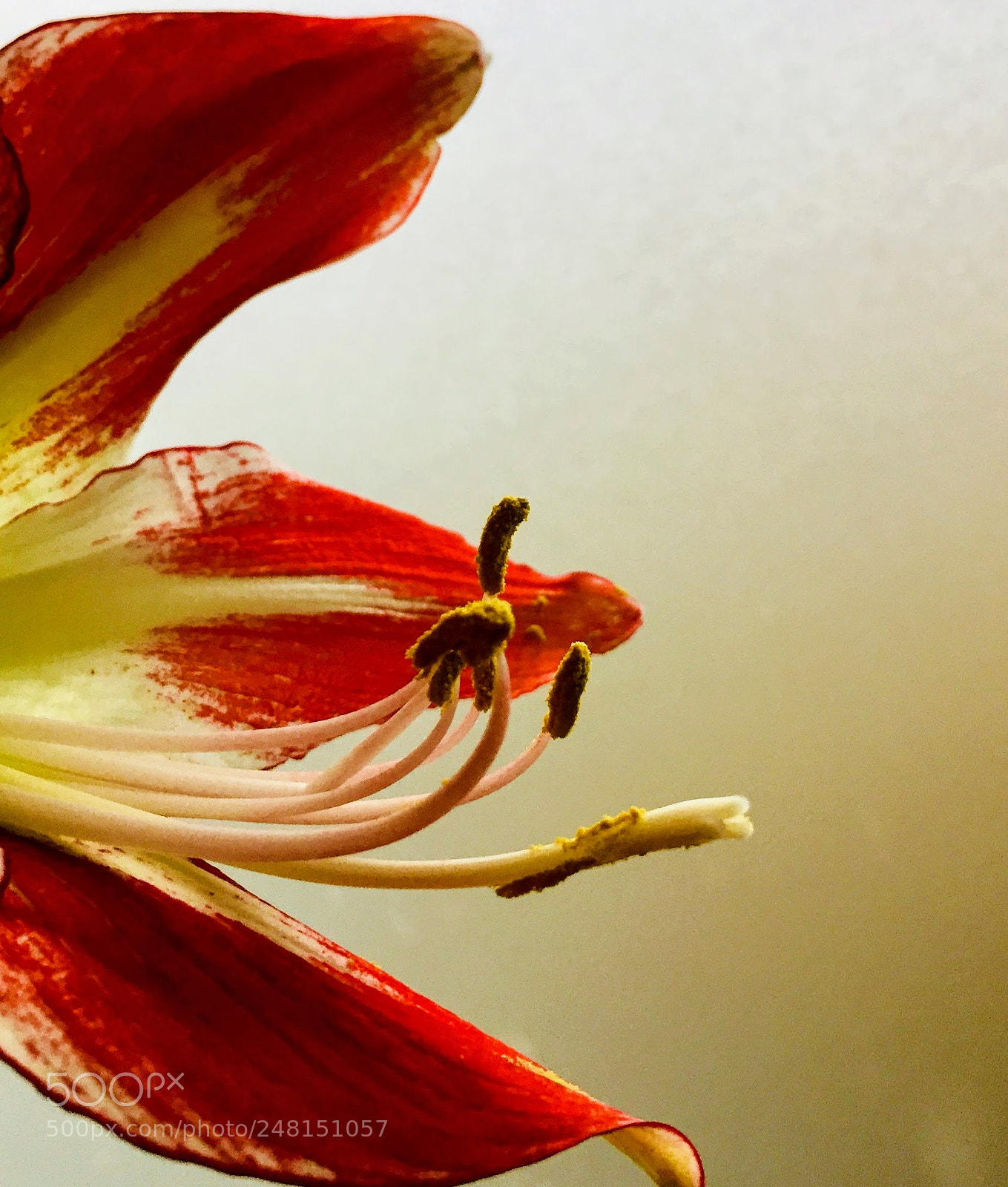 Apple iPhone 6 sample photo. Piece of a flower photography