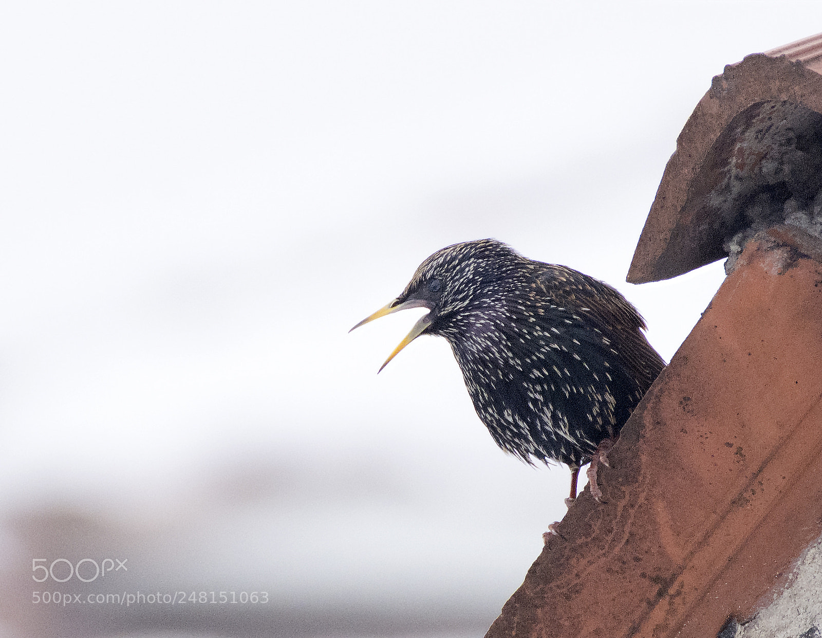 Nikon D7100 sample photo. Starling photography