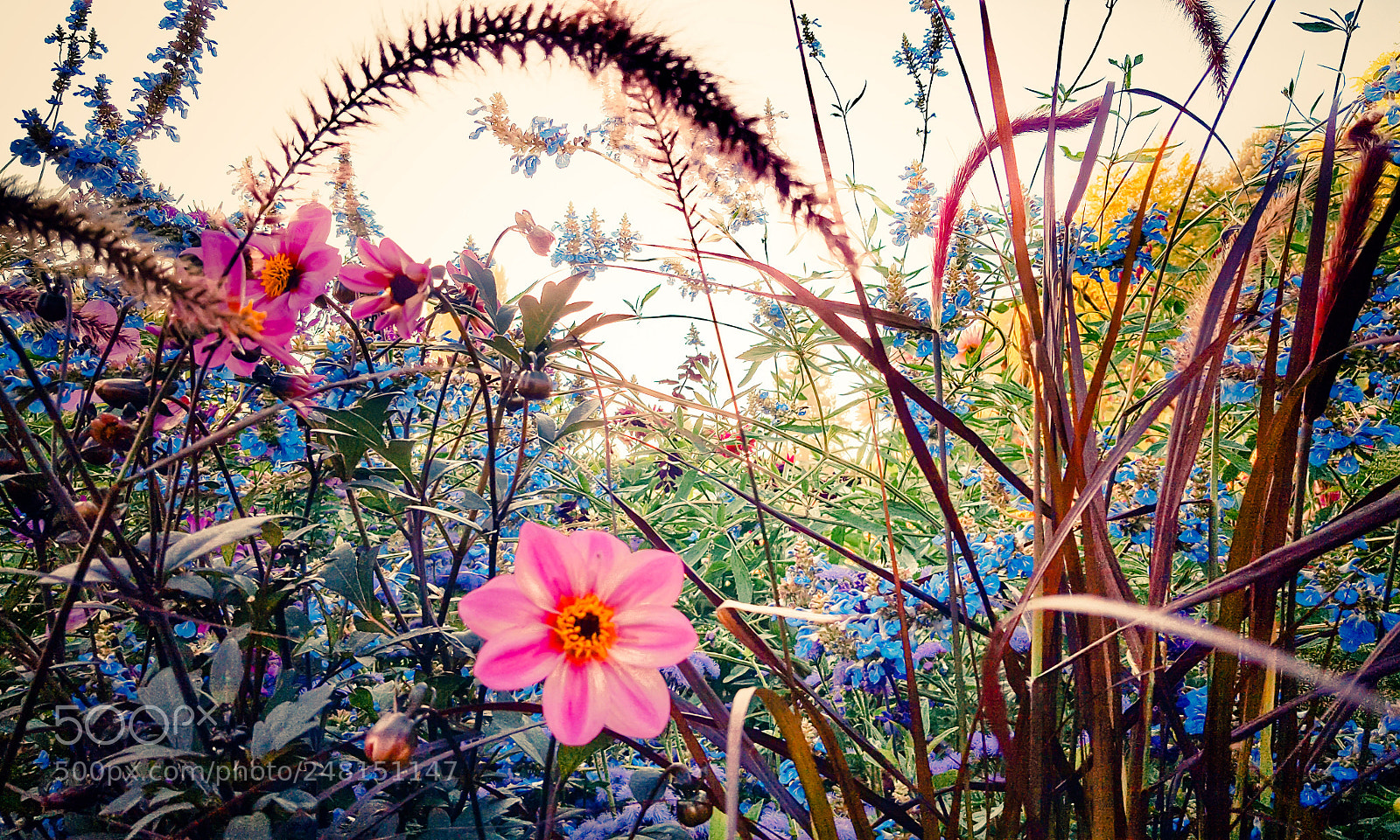 Samsung Galaxy S6 sample photo. Floral photography