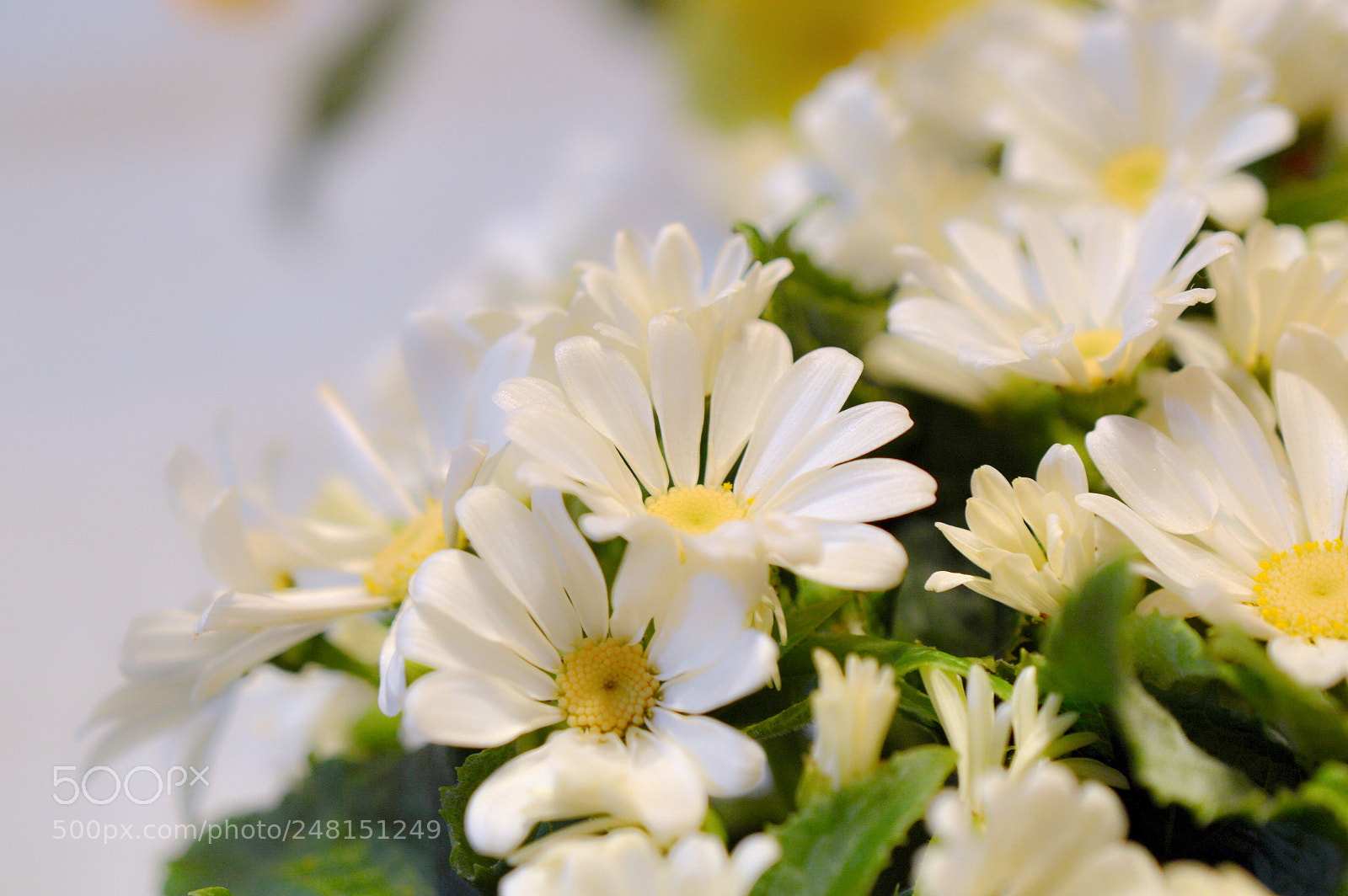 Nikon D3200 sample photo. Cineraria・:*:· ❁ photography