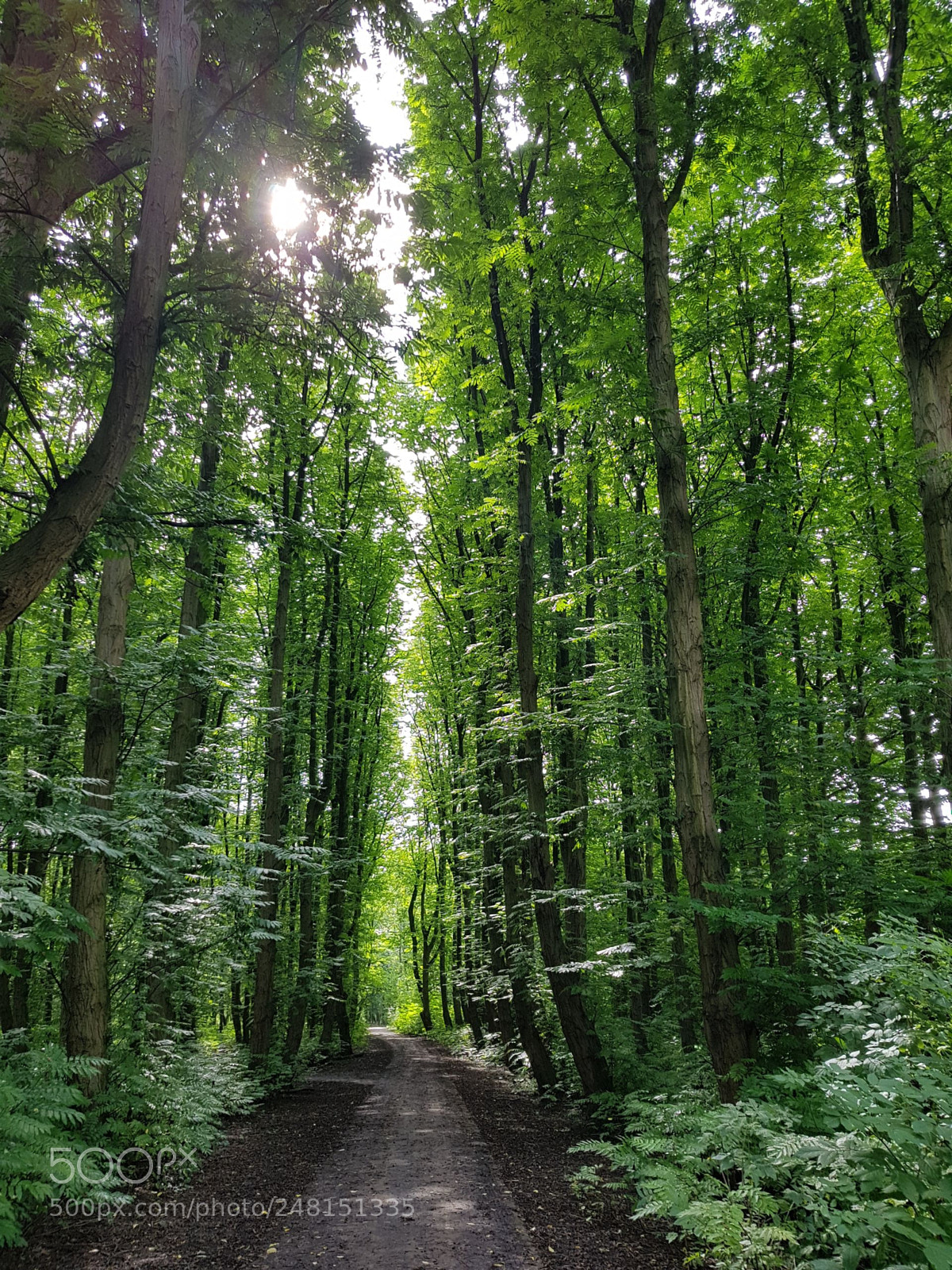 Samsung Galaxy S8 sample photo. Untitled photography