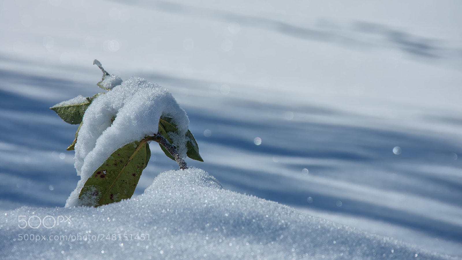 Nikon D7200 sample photo. Seedling covered with snow photography