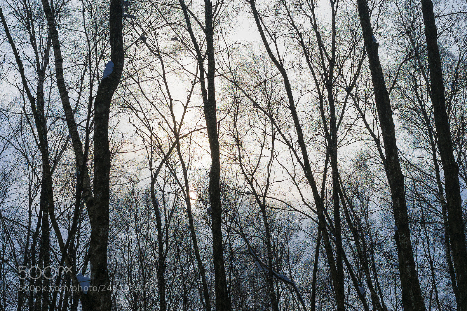 Sony a7 II sample photo. Winter forest sky photography