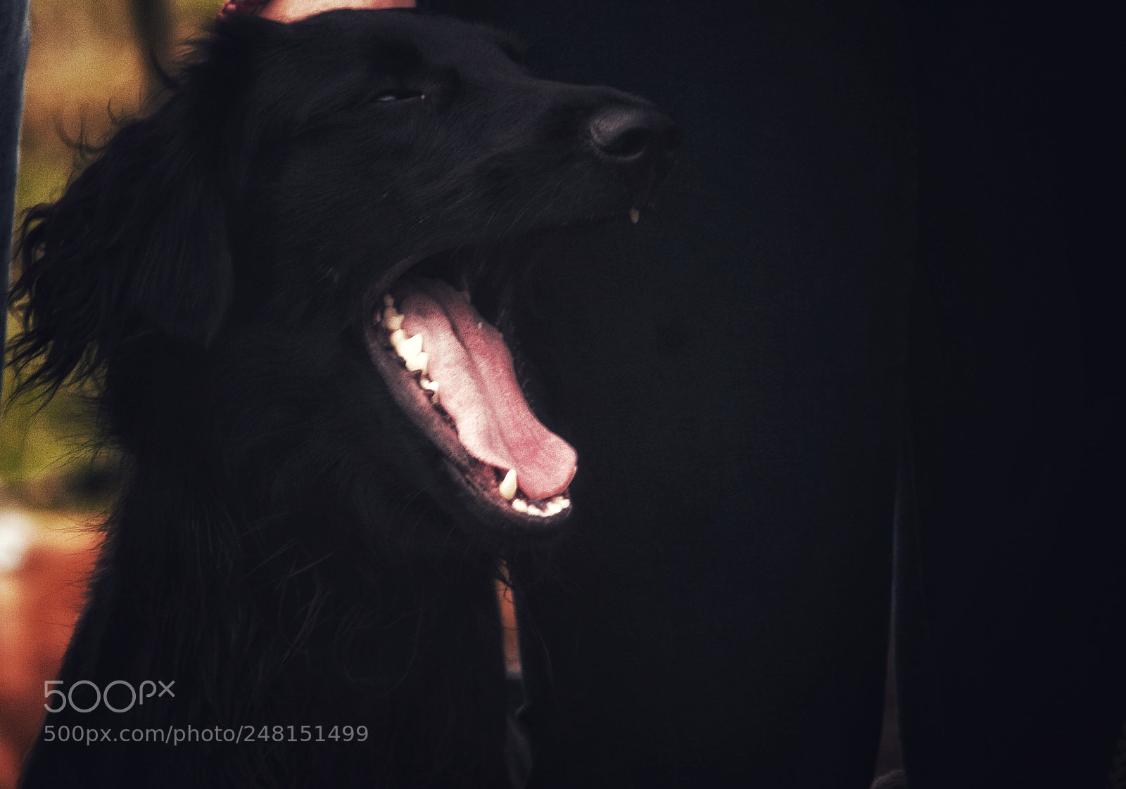 Canon EOS 40D sample photo. Pink yawn photography