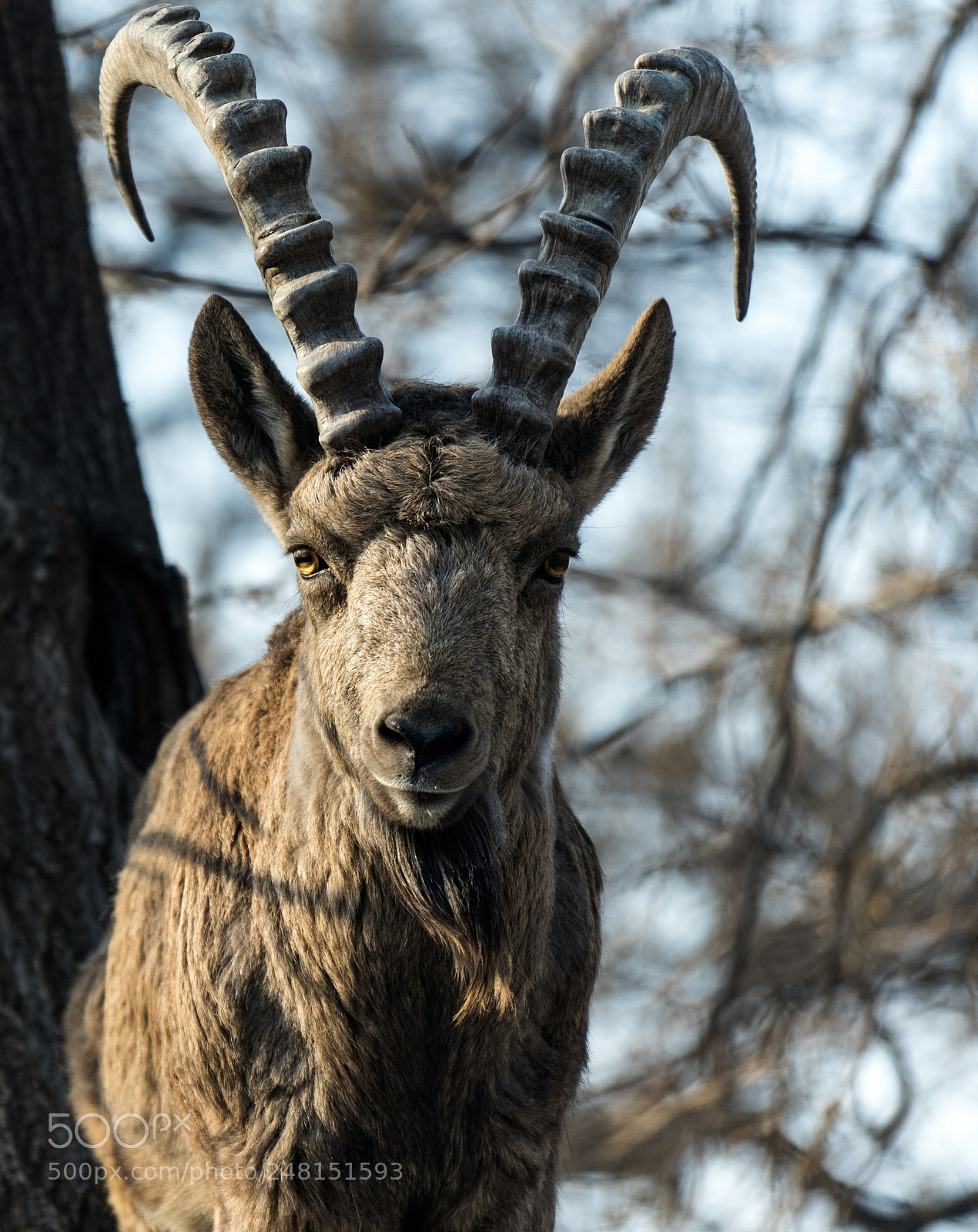 Sony a7 II sample photo. On the tree photography
