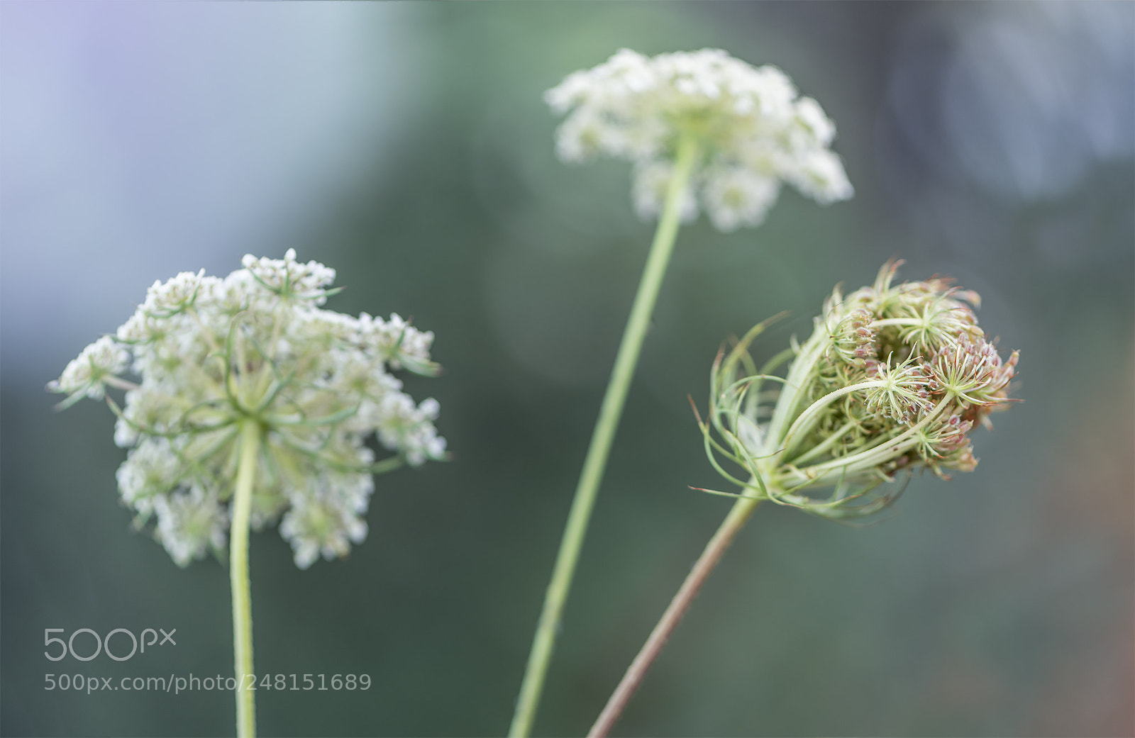 Nikon D810 sample photo. Wildflower photography