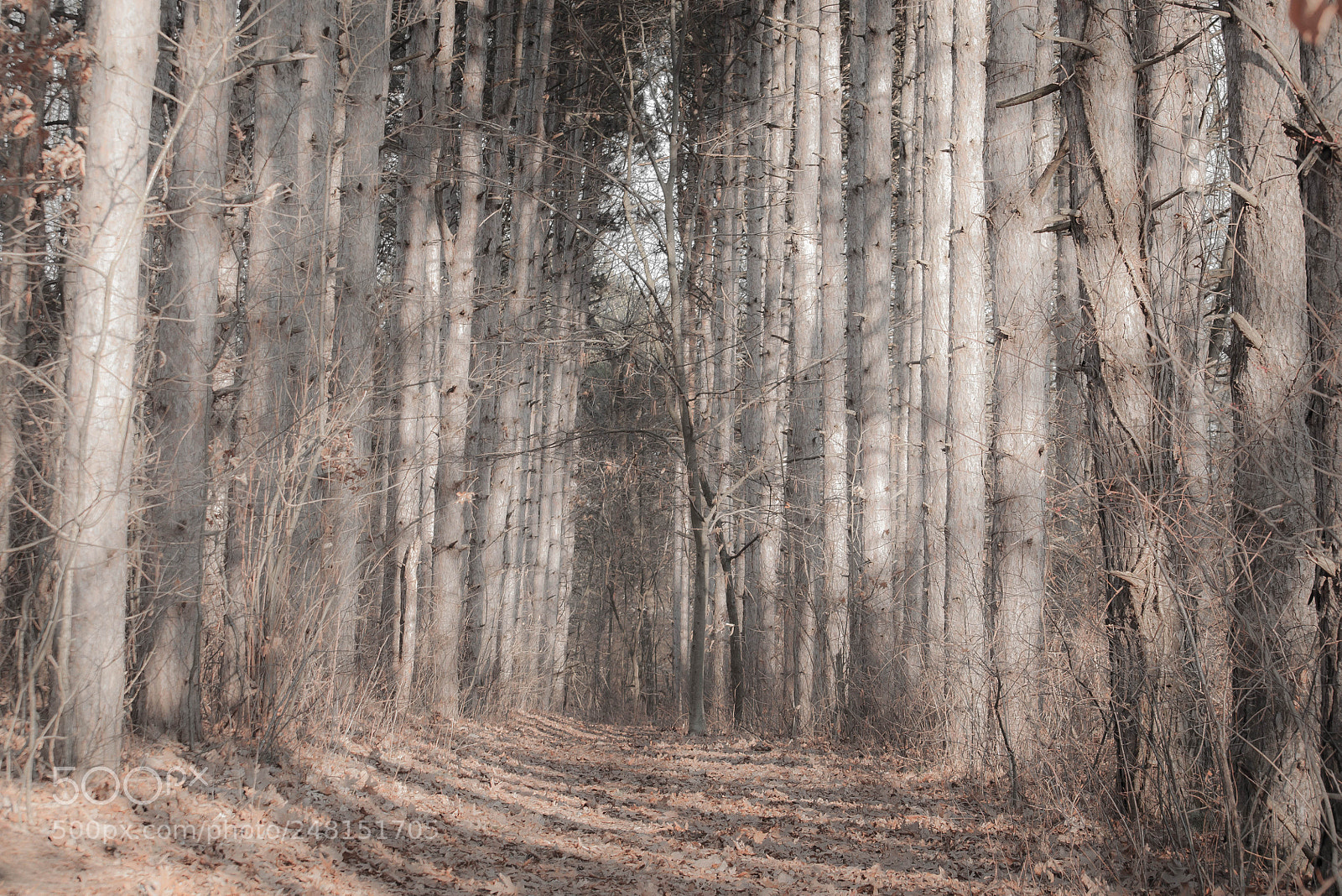Nikon D90 sample photo. The merge photography