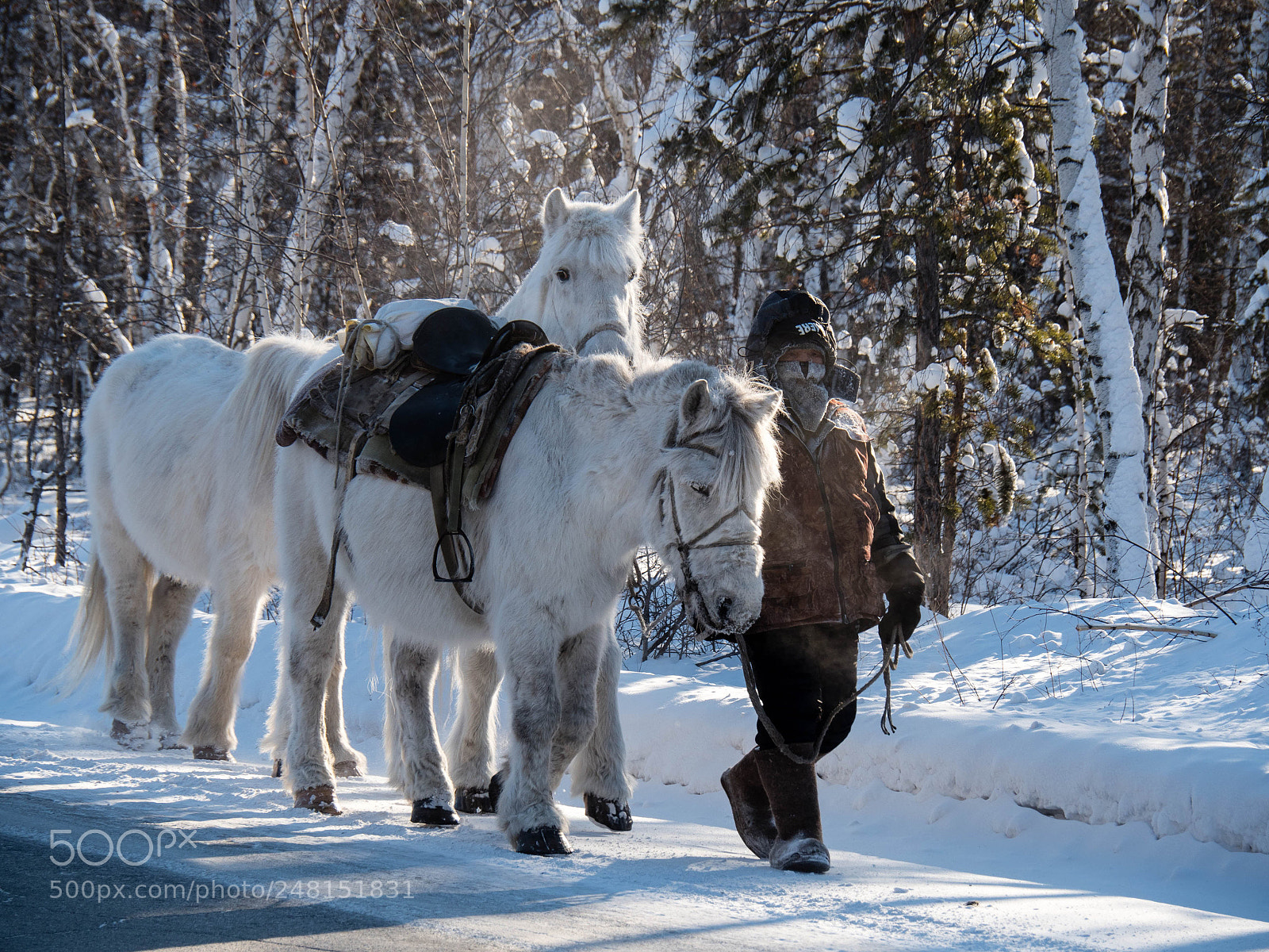 Olympus OM-D E-M5 II sample photo. Yakut horses photography