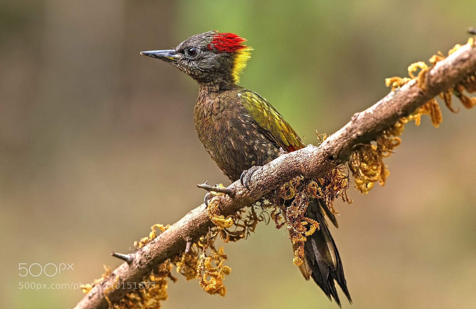 Canon EOS 7D Mark II sample photo. Lesser yellownape woodpecker photography