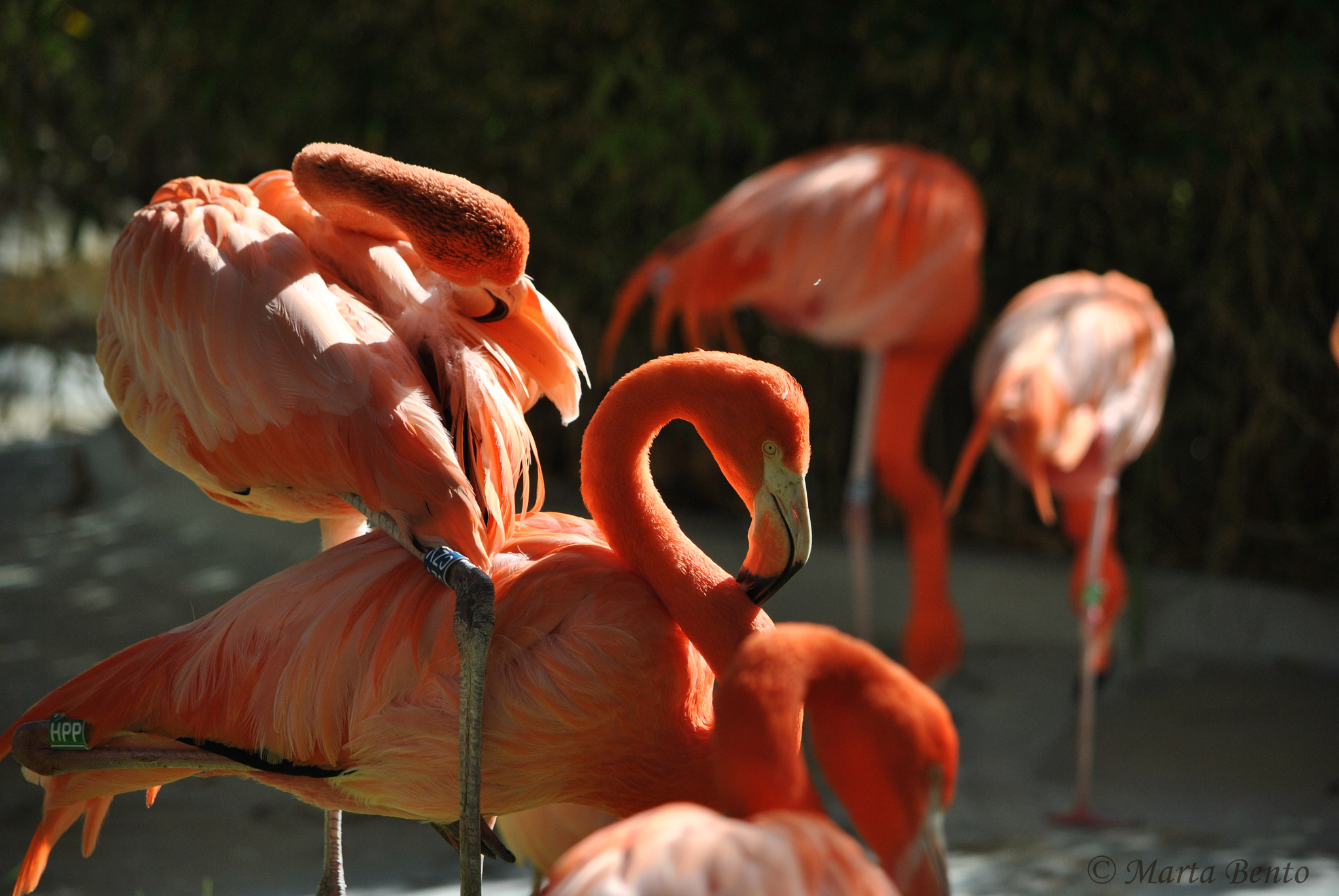 Nikon D3000 sample photo. Pink flamingos photography
