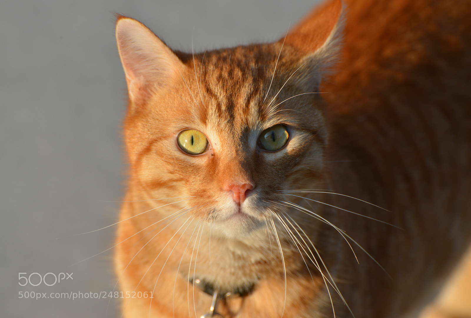 Nikon D800 sample photo. The red cat on photography