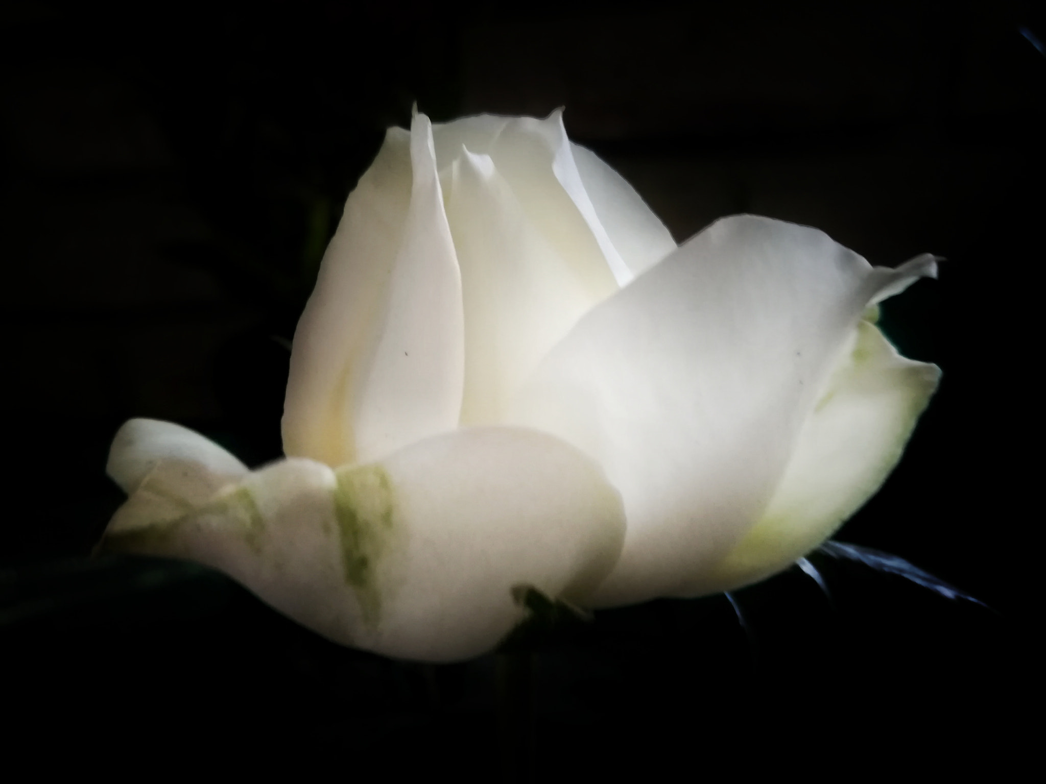 HUAWEI MATE 9 LITE sample photo. Rose photography