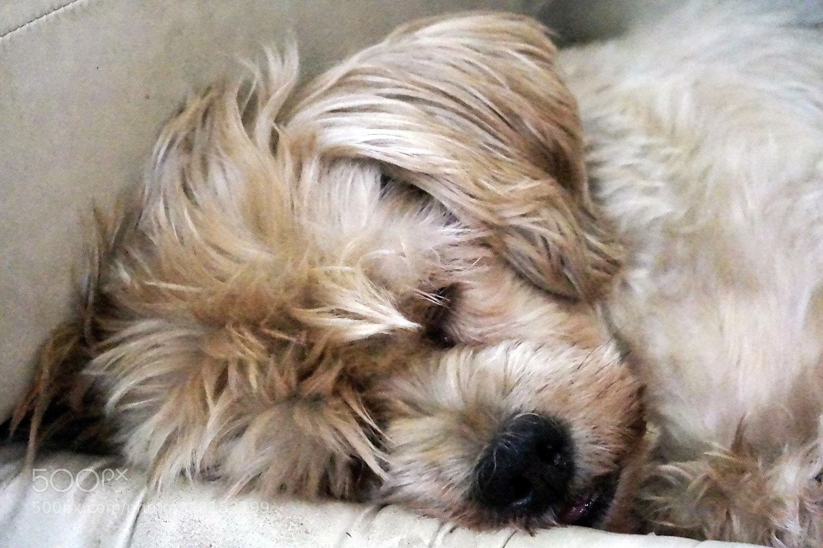 Sony Alpha a3000 sample photo. Snoring shaggy photography
