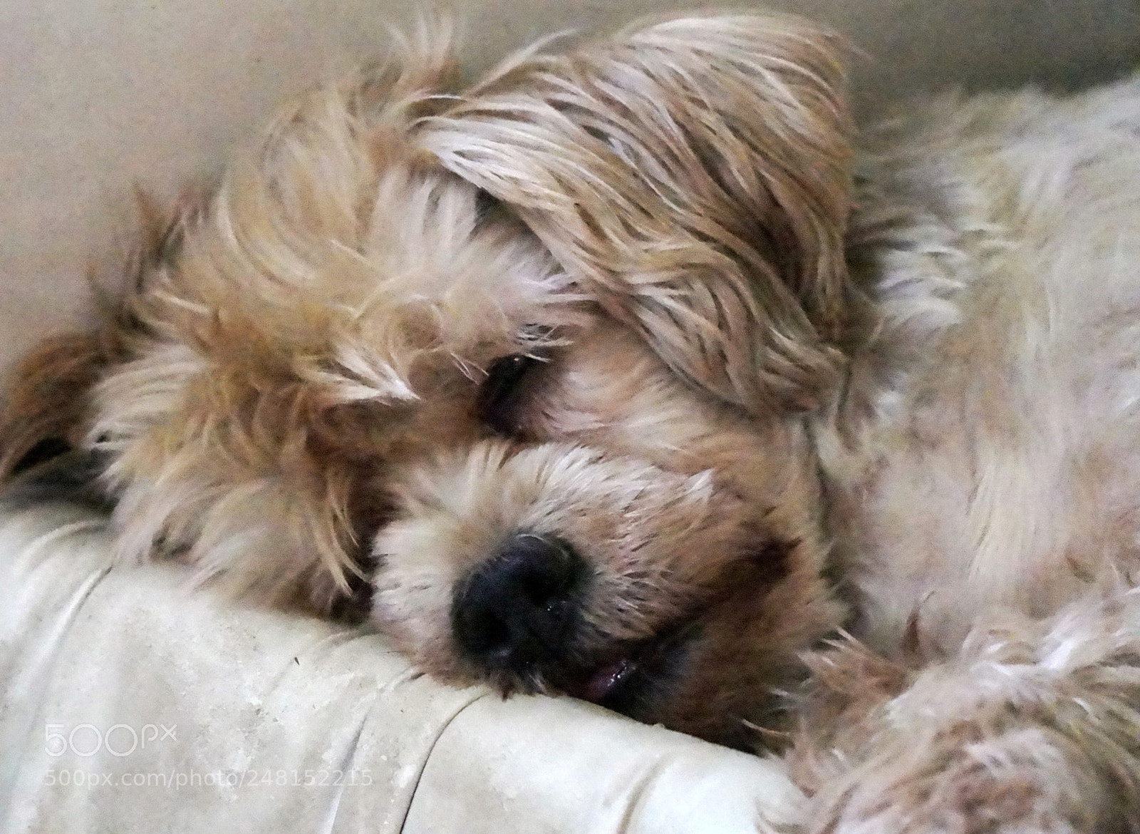 Sony Alpha a3000 sample photo. Snoring shaggy photography