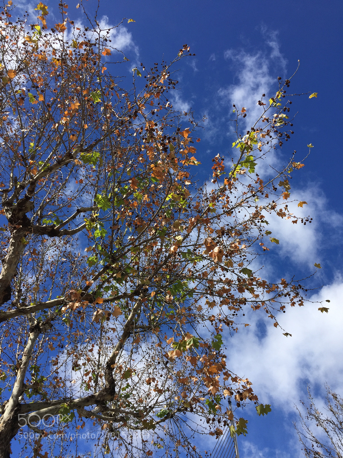 Apple iPhone 6 sample photo. Untitled photography