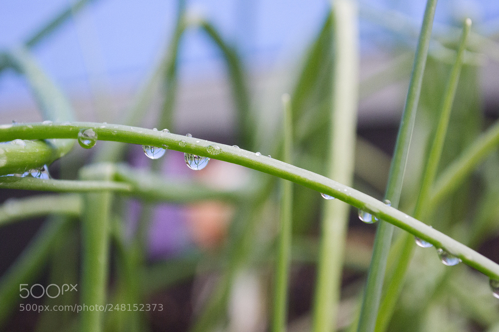 Nikon D3100 sample photo. Ice, melting. photography
